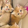 New Litter Adorable Golden Shaded British Shorthairs