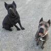 AKC Cane Carso Puppies 
