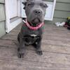 Cane Corso with paperwork 