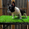 Black Pied French Bulldog