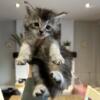 TICA Registered Maine Coon kittens