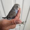 Parakeet babies for sale