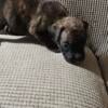 AKC registered BOXER PUP dark brindle female