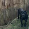 Beautiful Presa Canario