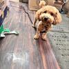 Ckc mini poodle male stud 