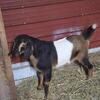 Baby goats