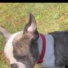 MINI FRENCH BULLDOG for SALE