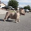 Female Champagne/White American Bully