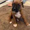 Purebred Boxer Puppy-Cupcake-Female-Classic Fawn