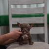 American bully Micro