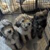 This Fall 2026 New Litter * Rare Sable Flandoodles Again