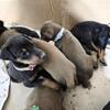 Red dobermans pups