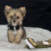 Akc sable teacup yorkies