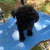 Adorable tiny black shipoo puppy available now