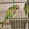 Bonded pair of Mustache Parakeets 