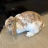Dwarf rabbit , male 5 month old