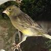 Beautiful Canary 
