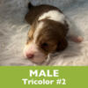 Male Poogle Puppies - Ready January 1 - miniature poodle / beagle mix