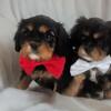 AKC Cavalier King Charles Spaniel Puppies!