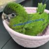 Hahns mini macaw babies