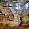 Flemish and Continental Giant rabbit babies