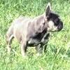 Tri French bulldog female