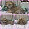 Shih Tzu puppies