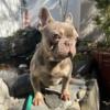 ISABELLA FRENCHIE BOY FOR SALE AKC REGISTERED