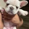 Rehoming Frenchie Cream Female.