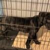 Cane Corso female 