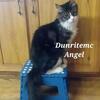 Maine coon female polydactyl