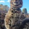 Maine coon female