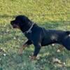 Rottweiler Stud