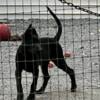 Blue & Black Belgian Malinois Puppies