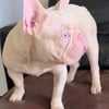 French bulldogs puppies and stud service blue eyes pink