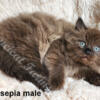 SOLD - Stunning Tica Seal Sepia Ragdoll Baby Boy