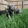 Beautiful American Bully Puppies