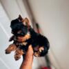 Yorkshire Terrier Puppies