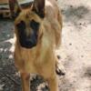 I have four mounth Belgium malinois female