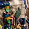 9 week old quakers ready to go
