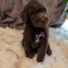 St Bernedoodle Puppies