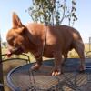 French bulldog puppies