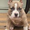 Lil laflare open for stud