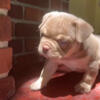 Micro exotic bullies for sale