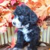 Maize Mini Poodle Puppy for Sale