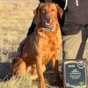 AKC registered Lab Puppies