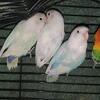 Lovebirds