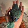 Turquoise Baby Quaker parrot looking for New Home