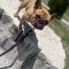 French bulldog Stud