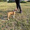 French bulldog cross 